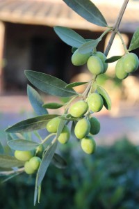 Tuscan Olives - Perfect Day Tuscany - Delectable Destinations Culinary Tour - Carol Ketelson