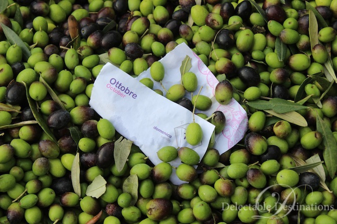 Tuscan Olive Harvest - Tuscany Food Styling Photography - Delectable Destinations -Carol Ketelson
