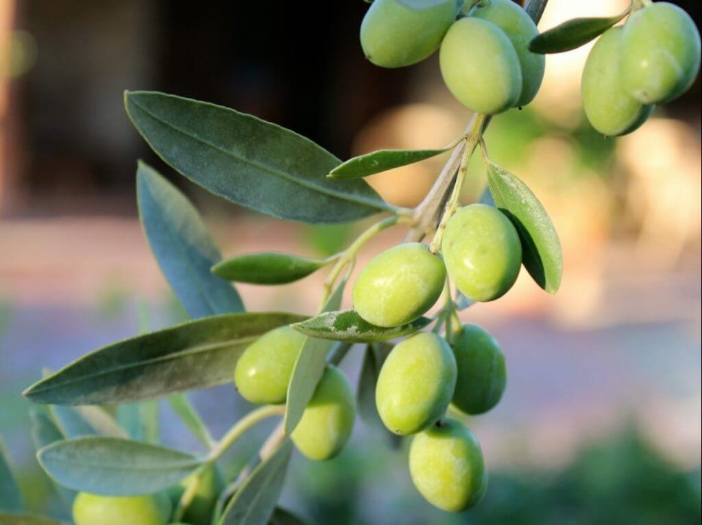 olives Tuscany Italy Carol Ketelson Delectable Destinations Culinary Tours