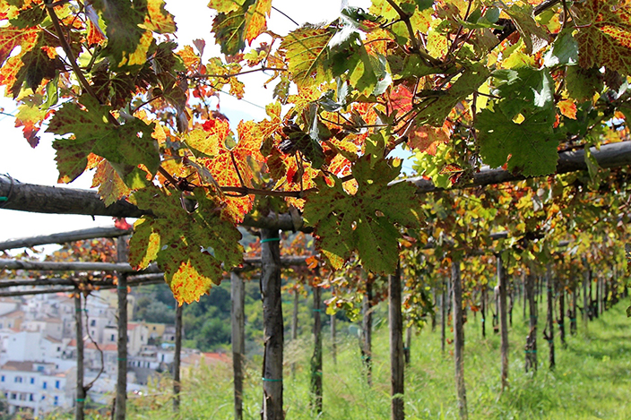 Fall Season at Le Vigne di Raito - Amongst vines vigne di raito Delectable Destinations Carol Ketelson Amongst vines vigne di raito
