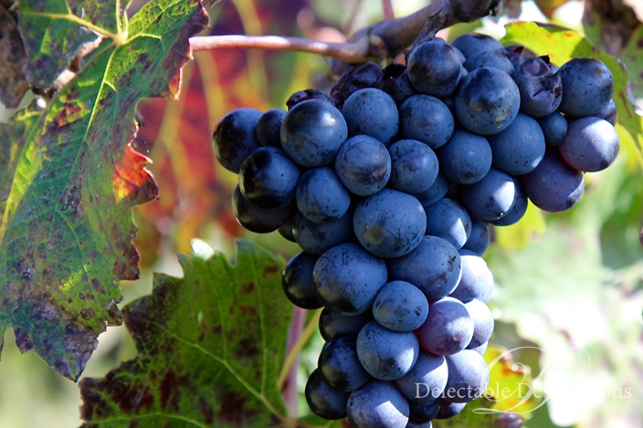 Grape harvest time! Culinary and Wine tour of Puglia - Love Traveling Delectable Destinations Carol Ketelson